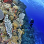 Diving the World’s Second Largest Barrier Reef in Honduras