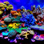 The Top 10 Most Colorful Coral Reefs in the World