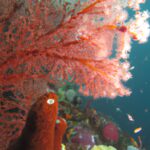 Underwater Wonders: Scuba Diving in Indonesia