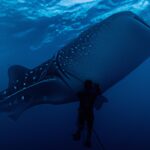 Diving with Whale Sharks in the Maldives