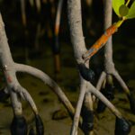 The Importance of Mangroves in Marine Ecosystems and How to Protect Them While Diving